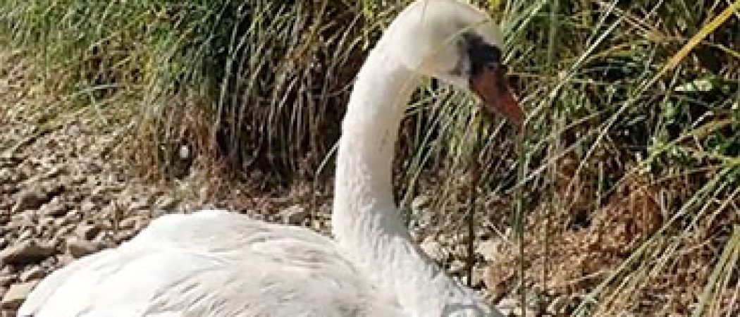 Angers : cygnes en souffrance et en danger