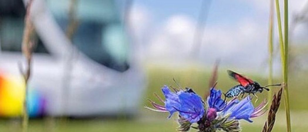 Angers sacrée numéro 1 de la bio-diversité