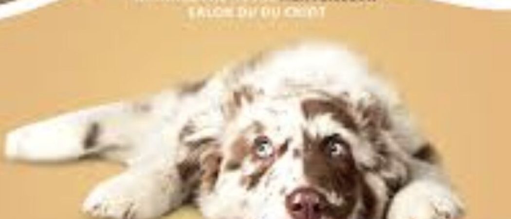 salon chiot Screenshot